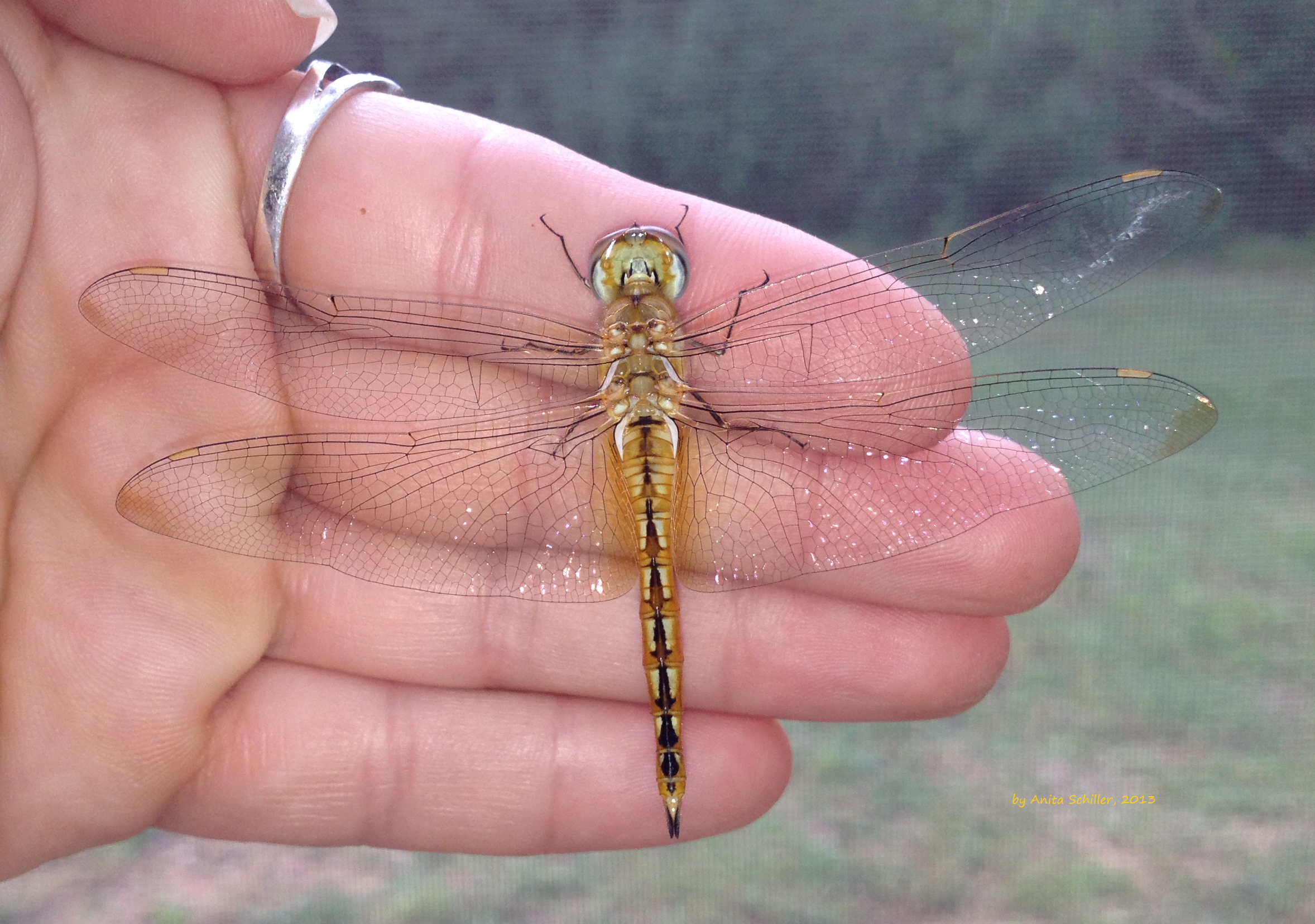 Dragonflies of Houston — TLCNP
